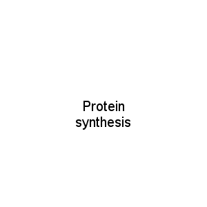Protein synthesis